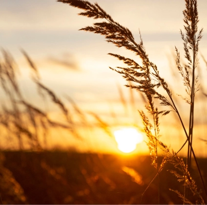 Sunset over a field with tall grasses in the foreground, casting a warm glow.